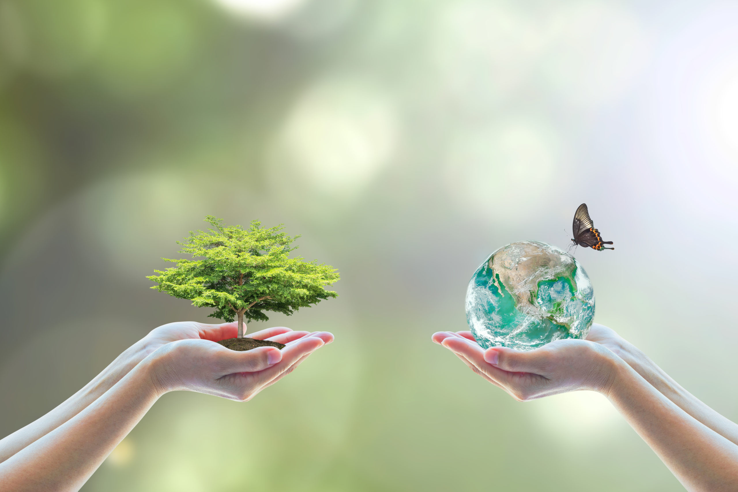 World environment day concept with tree care planting and CSR green earth on volunteer’s hands for sustainable environmental development. Element of this image furnished by NASA